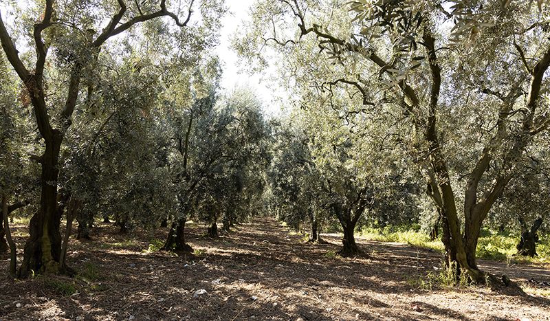 Zeytinliklerde Doğa Yürüyüşleri